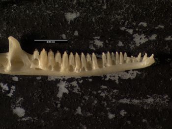 Media type: image;   Herpetology R-64693